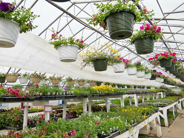 http://www.showcasecultivate.com/Shared/Images/Product/Merchney-Greenhouses/merchneygreenhouses-x.jpg