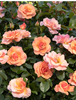 Monrovia Growers: Seaside Serenade® Hydrangea & Nitty Gritty™ Groundcover Roses - 