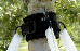 High Caliper:  Tree Collars - 