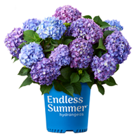 Bailey Nurseries -- Endless Summer® Hydrangeas 
