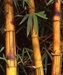 Bamboo Supply Company @ Cultivate by AmericanHort - 