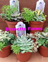 Branette Farms -- Succulent, Cactus 