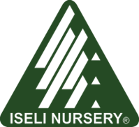 Iseli Nursery -- wholesale growers 