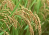Riceland Foods -- PBH Natures Media Amendment 