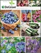 DeGroot Inc -- perennial, flowerbulb, fruit & vegetable - 